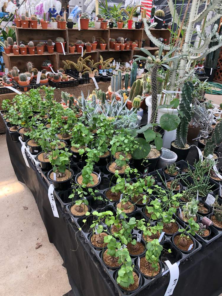 お出かけ先の画像 by 脂肪で多肉さん | お出かけ先と多肉植物と塊茎植物と国華園と塊根植物と珍奇植物と珍しい植物と球根植物と亀甲竜。