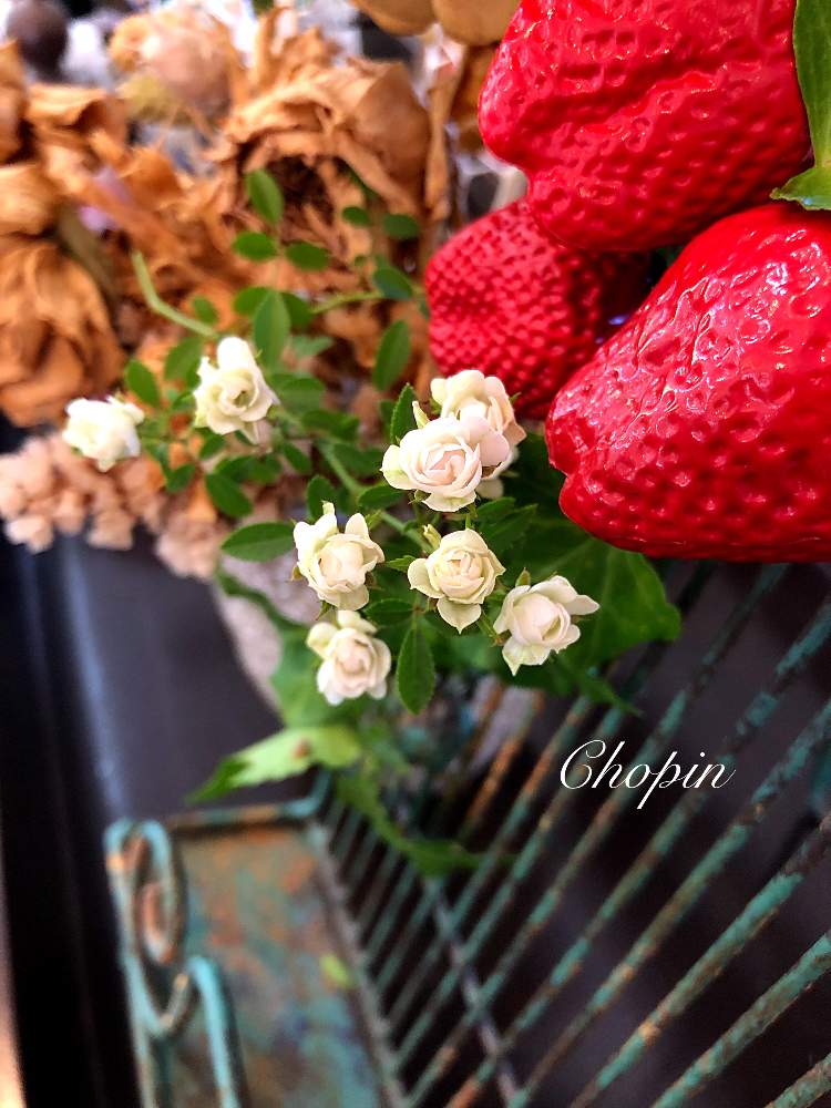 の画像 by Chopin(ショパン)さん | イチゴの実とドライフラワーとイチゴ♡とアンティークといただきものとみさき バラとantiqueとアンティークテイストとベリー・ベリーとGSコラボとナチュラルスタイルと毎月15日はいちごの日とめんこい♡と最小ミニバラ みさき*とiPhone撮影とアフタヌーン