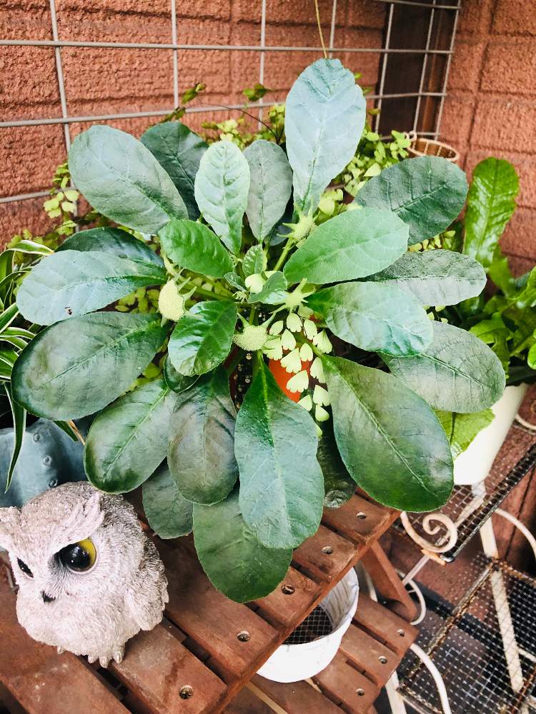 小さな庭の画像 by uiさん | 小さな庭と多肉植物と植中毒と塊根植物とタニラーと観葉植物がスキと珍奇植物と花のある暮らしとどんどん増える
