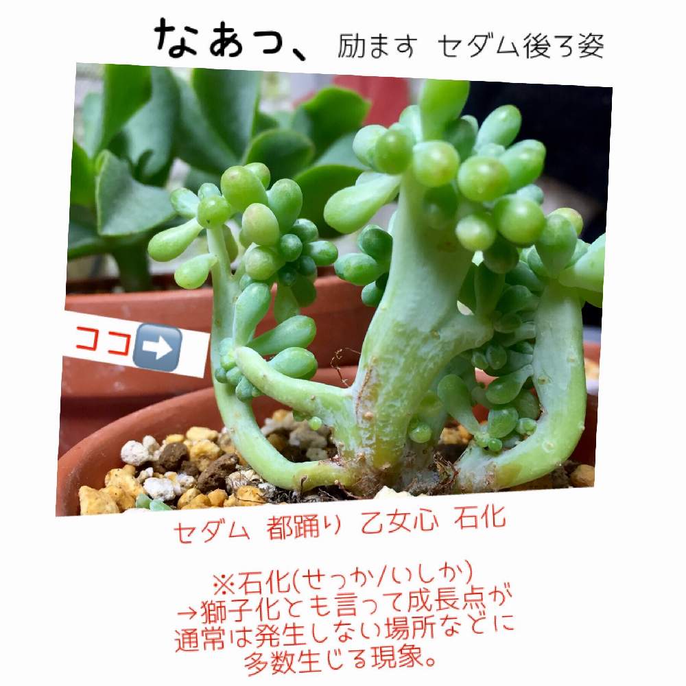 部屋の画像 by ごほうび♪さん | 部屋とセダム セダム都踊り 乙女心石化と多肉植物とみどりのある暮らしと後ろ姿と ̄ー ̄)ニヤリとまじまじ観察と多肉女子と癒されると多肉の魅力