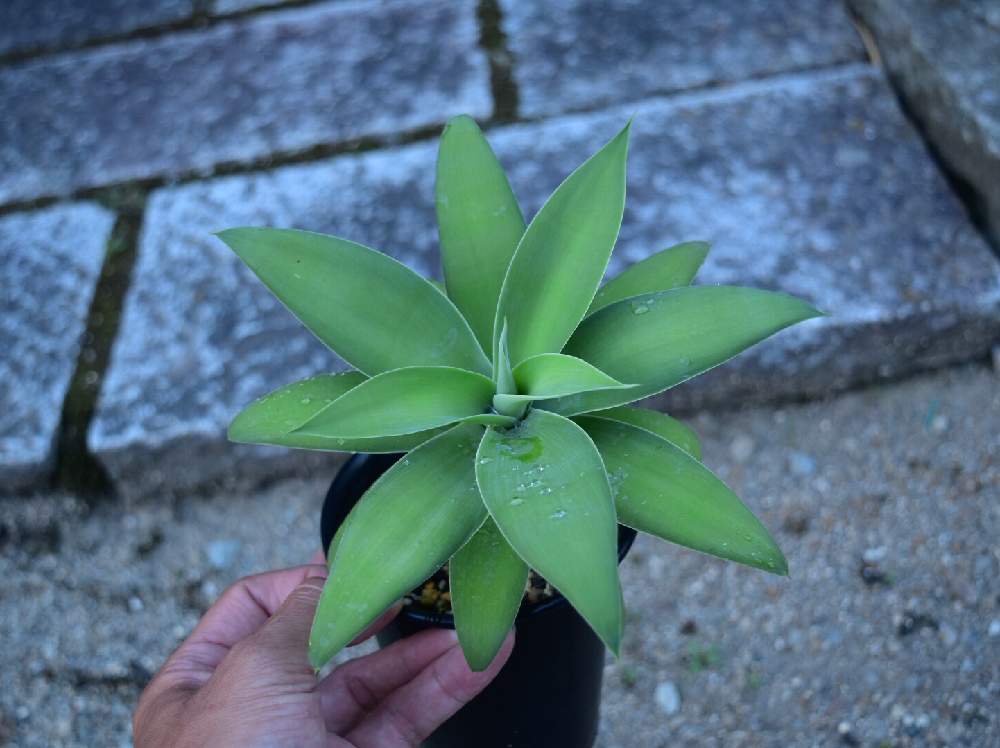の画像 by けんちんさん | アガベアテナータと多肉植物と一眼レフとno green no lifeと植中毒と今日の一枚とけんちんのアテナータ