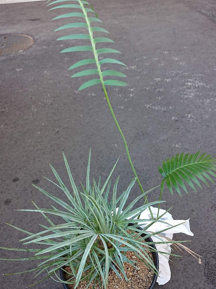 お出かけ先の画像 by botanicallifeさん | お出かけ先とディオーン スピヌローサムとチャメロプスフミリスセリフェラとディオーン スピヌロスムとチャメロップス セリフェラと福井県と開花園とだいたら植物店