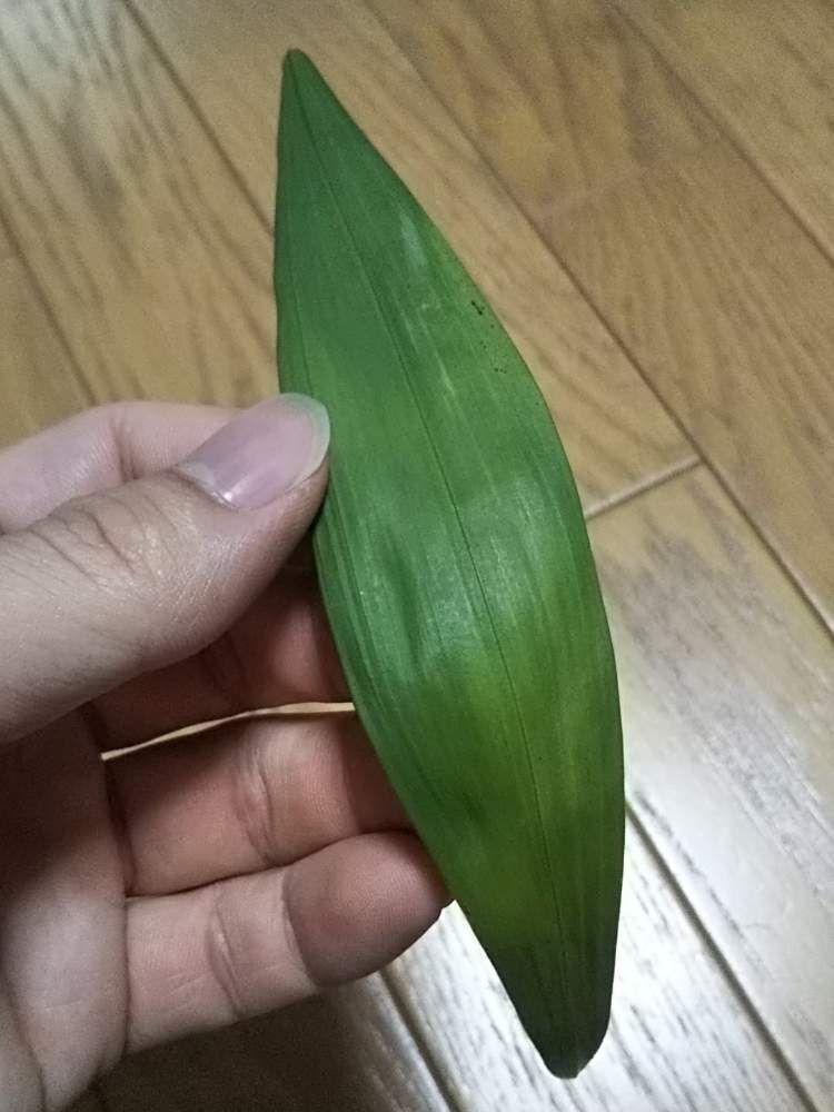 部屋の画像 by Dioptaseさん | 部屋とテーブルヤシと ヤシの木と観葉植物とチャメドレア属とヤシと耐寒ヤシ