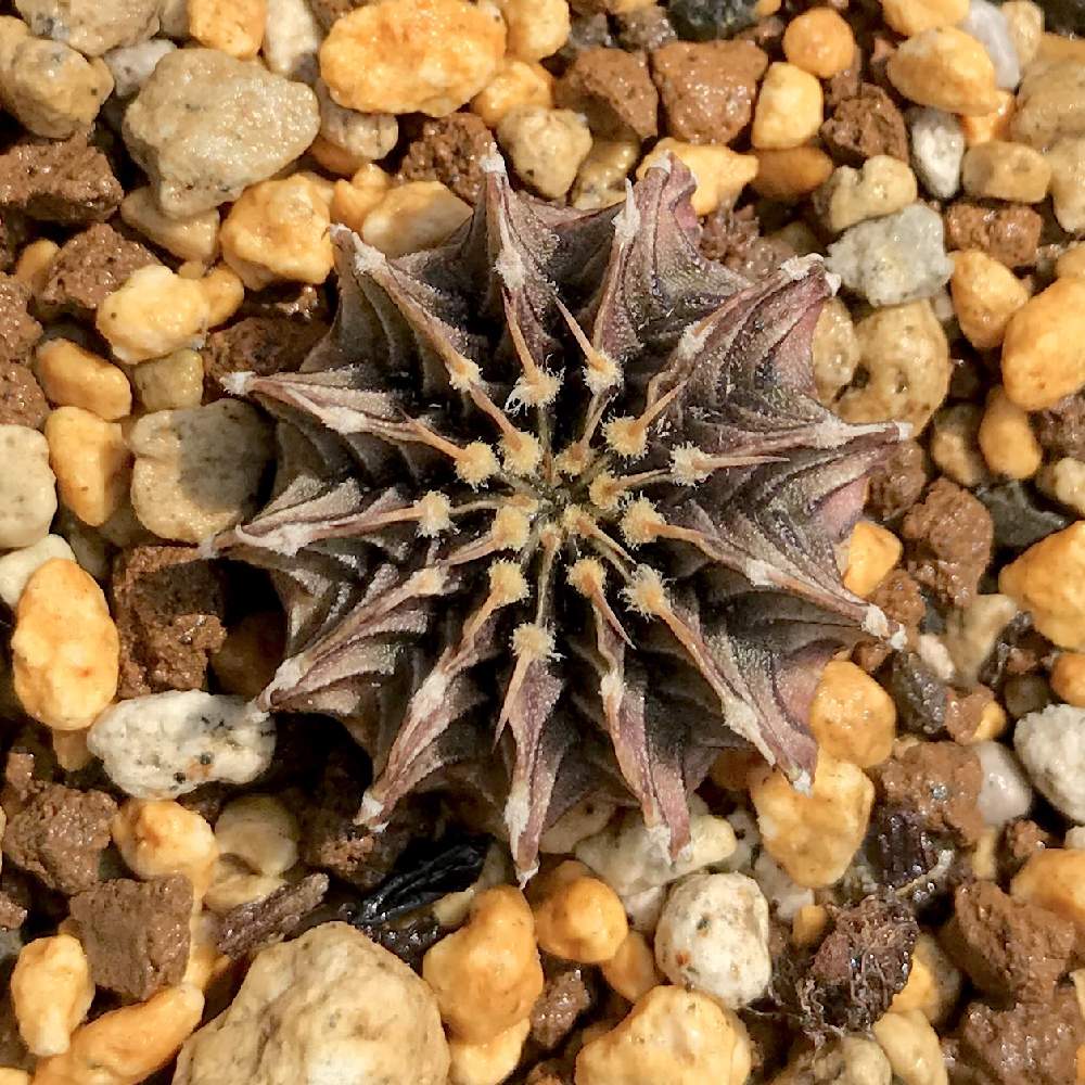 バルコニー/ベランダの画像 by たねさん | バルコニー/ベランダとLB2178とGymnocalycium friedrichii LB2178とギムノカリキウム フリードリッヒィと多肉植物とサボテン科と福岡とたねんちのギムノとギムノカリキウム属とたねんちのサボとGymnocalyciumとたねんちのビフォーアフター