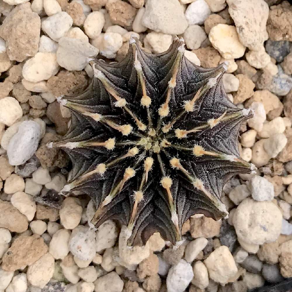 バルコニー/ベランダの画像 by たねさん | バルコニー/ベランダとLB2178とGymnocalycium friedrichii LB2178とギムノカリキウム フリードリッヒィと多肉植物とサボテン科と福岡とたねんちのギムノとたねんちのビフォーアフターとギムノカリキウム属とたねんちのサボとGymnocalycium