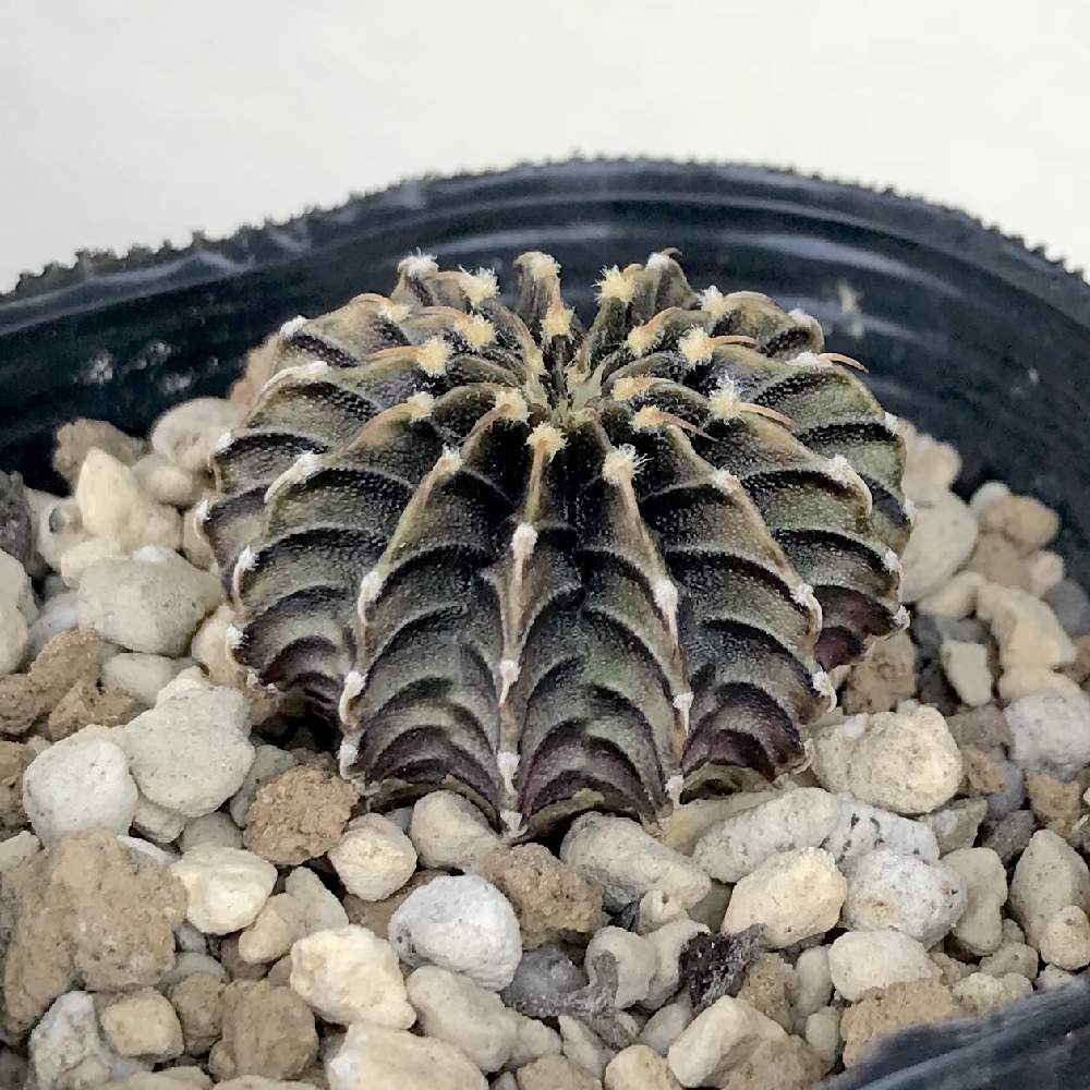 バルコニー/ベランダの画像 by たねさん | バルコニー/ベランダとLB2178とGymnocalycium friedrichii LB2178とギムノカリキウム フリードリッヒィと多肉植物とサボテン科と福岡とたねんちのギムノとたねんちのビフォーアフターとギムノカリキウム属とたねんちのサボとGymnocalycium