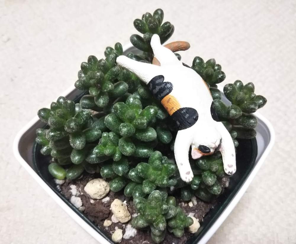 部屋の画像 by しのんさん | 部屋と玉蓮 とセダム属と多肉植物とHTCと疲れた〜と明日は休み~とHTC No.16とかわいい♡