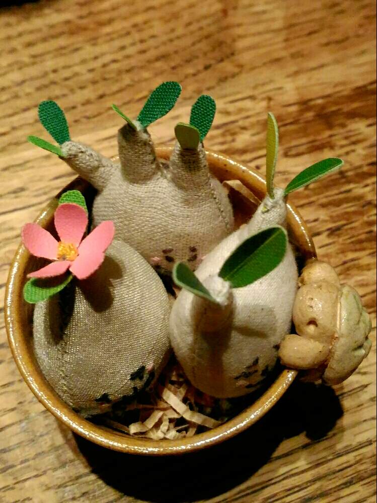 お出かけ先の画像 by poporopoooさん | お出かけ先と塊根まん寄植えと多肉植物とアデニウム属とパキポディウム属とサボテン科と観葉植物と植物のある暮らしとボタニカルライフと塊根植物のある暮らしと塊根と陶器と塊根女子とぬいぐるみと緑のある暮らしと多肉女子と多肉植物とサボテンと塊根植物と多肉とフィギュアとアデニア属と花のある暮らしとインテリアグリーン