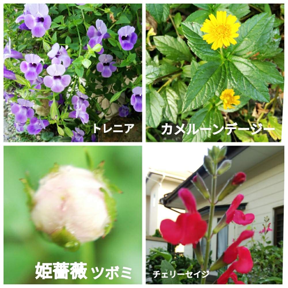 小さな庭の画像 by メリーさん | 小さな庭とトレニアカタリーナ♥と鉢植えと小さい花壇と花のある暮らしと猫の額の花壇と狭い花壇と地植えと姫薔薇❣️