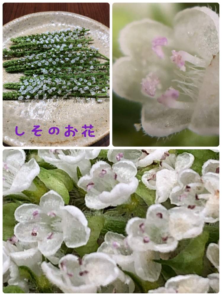 キッチンの画像 by 木瓜さん | キッチンとシソの花とキュンキュン乙女倶楽部とA型☆山羊座とちっちゃい子好きと心ほっこりと野菜の花と優しい色とふふっと山野草図鑑と紫いろ