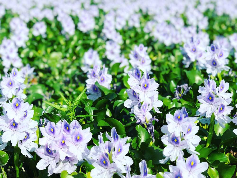 お出かけ先の画像 by ミキティさん | お出かけ先とホテイアオイの花と水草・ホテイアオイと花のある暮らしと令和元年と水草フォトコンとGREEN UP!と橿原市の本薬師寺跡