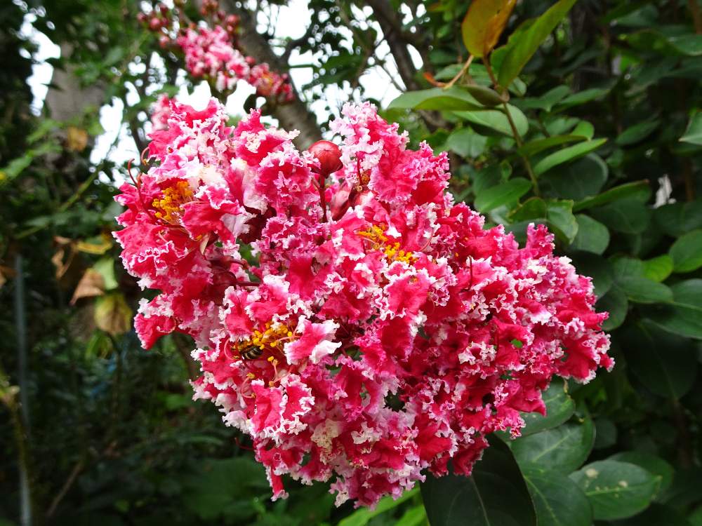 の画像 by trekkさん | サルスベリと百日紅と落葉高木と8月の花と山野草と夏のお花とミソハギ科と今日のお花
