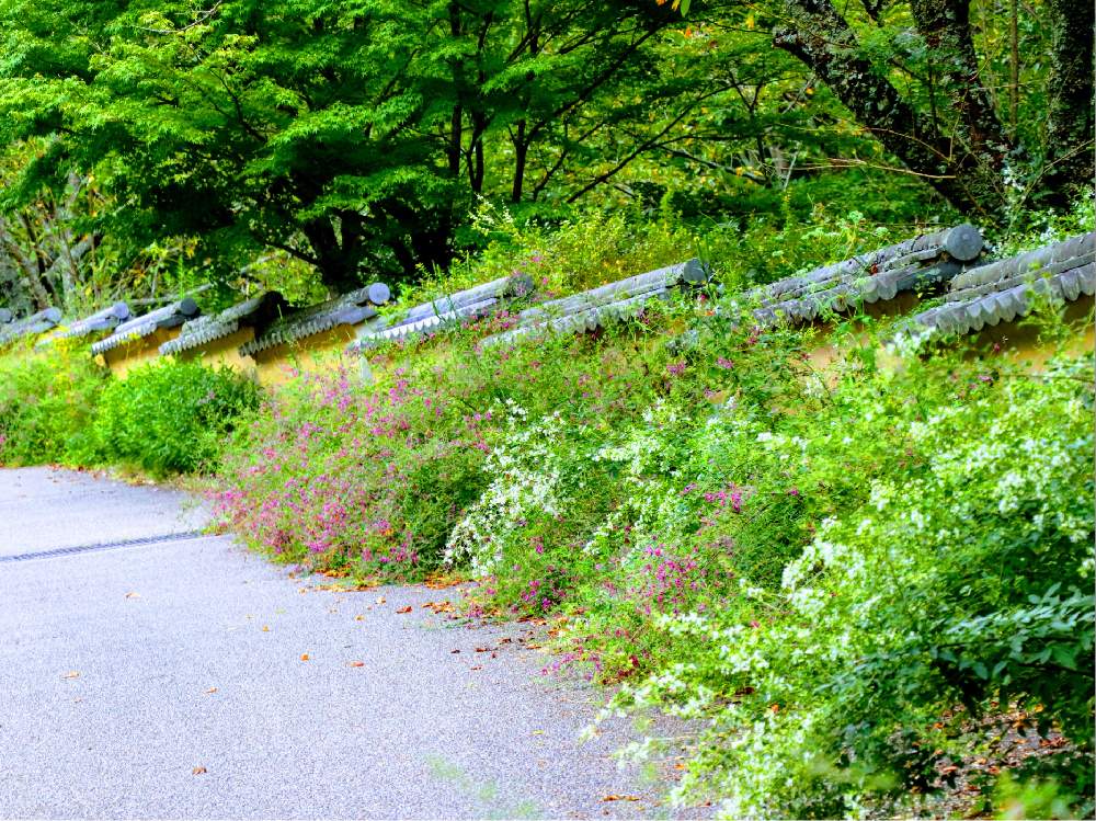 お出かけ先の画像 by チャーさん | お出かけ先と秋の七草とチャーさんのリポートと徳川家康と秋草と松平郷と山野草と秋を感じると季節の 便りとチャーさんの 里山歩きと里山歩きと徳川家康父祖の地と花のある暮らし