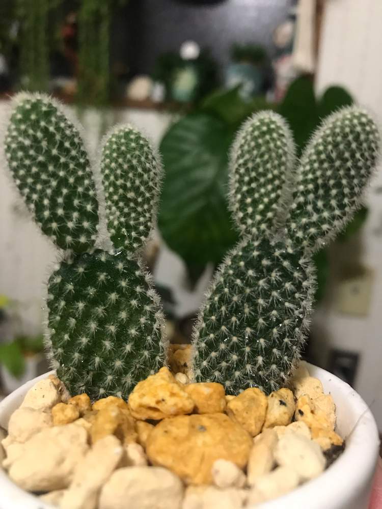 部屋の画像 by junさん | 部屋とウチワサボテンとバニーカクタスと多肉植物とサボテン科と観葉植物とボタニカルライフとGS映えとno green no lifeと多肉植物とサボテンと可愛いとインテリアグリーン