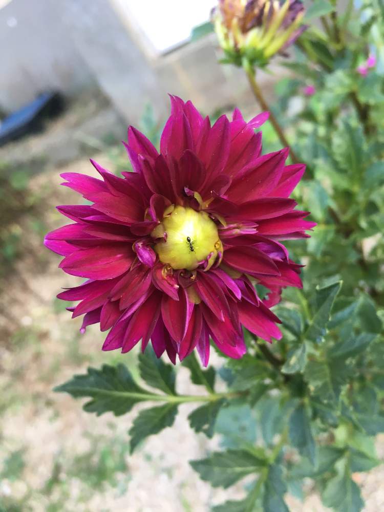 広い庭の画像 by くみぽんさん | 広い庭とダリアと田舎暮らしと自然満喫と季節の花と趣味とガーデニングと花のある暮らしとGREEN UP!