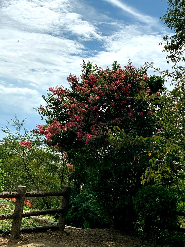 お出かけ先の画像 by Flowerさん | お出かけ先とGS映えと今日のお花と花のある暮らしとサルスベリの花と青空に映える