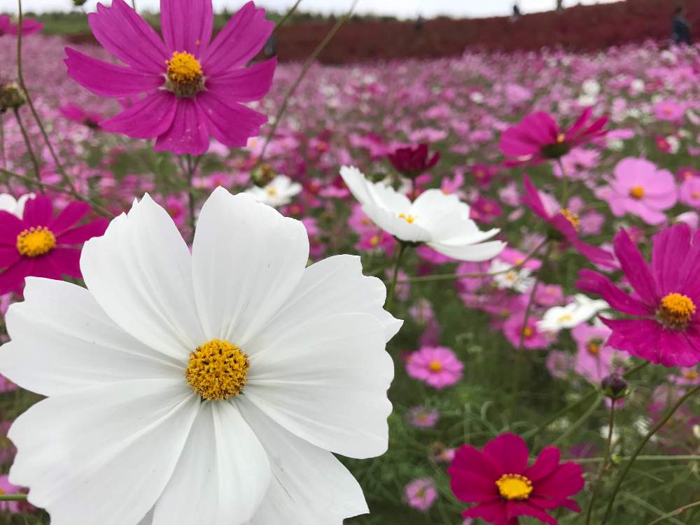 部屋の画像 by ポチさん | 部屋とコスモスとひたち海浜公園とピンクの花と秋を感じるとGS映えと花のある暮らしと白い花とiPhone撮影