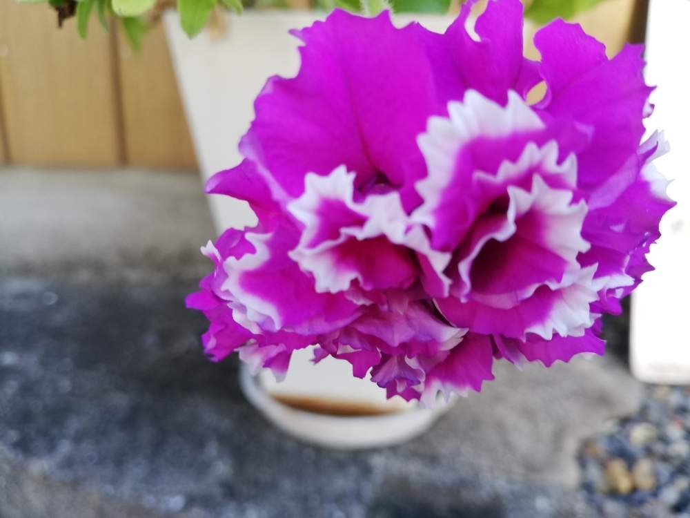 お出かけ先の画像 by エミコさん | お出かけ先と癒やされるとスマホ撮影とピンクの花と美しいと綺麗ときれいな色と花のある暮らしとかわいいとお花と晴れと楽しみ〜とお花好きと花は癒やし♡