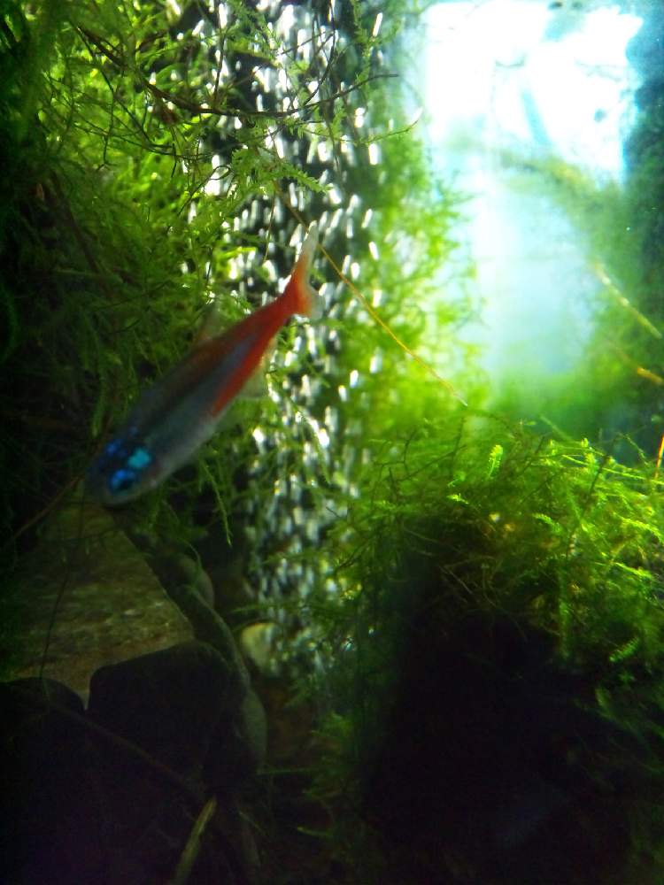 窓辺の画像 by ghosthuntさん | 窓辺とウィローモスと水槽と水槽栽培と熱帯魚と水槽の中