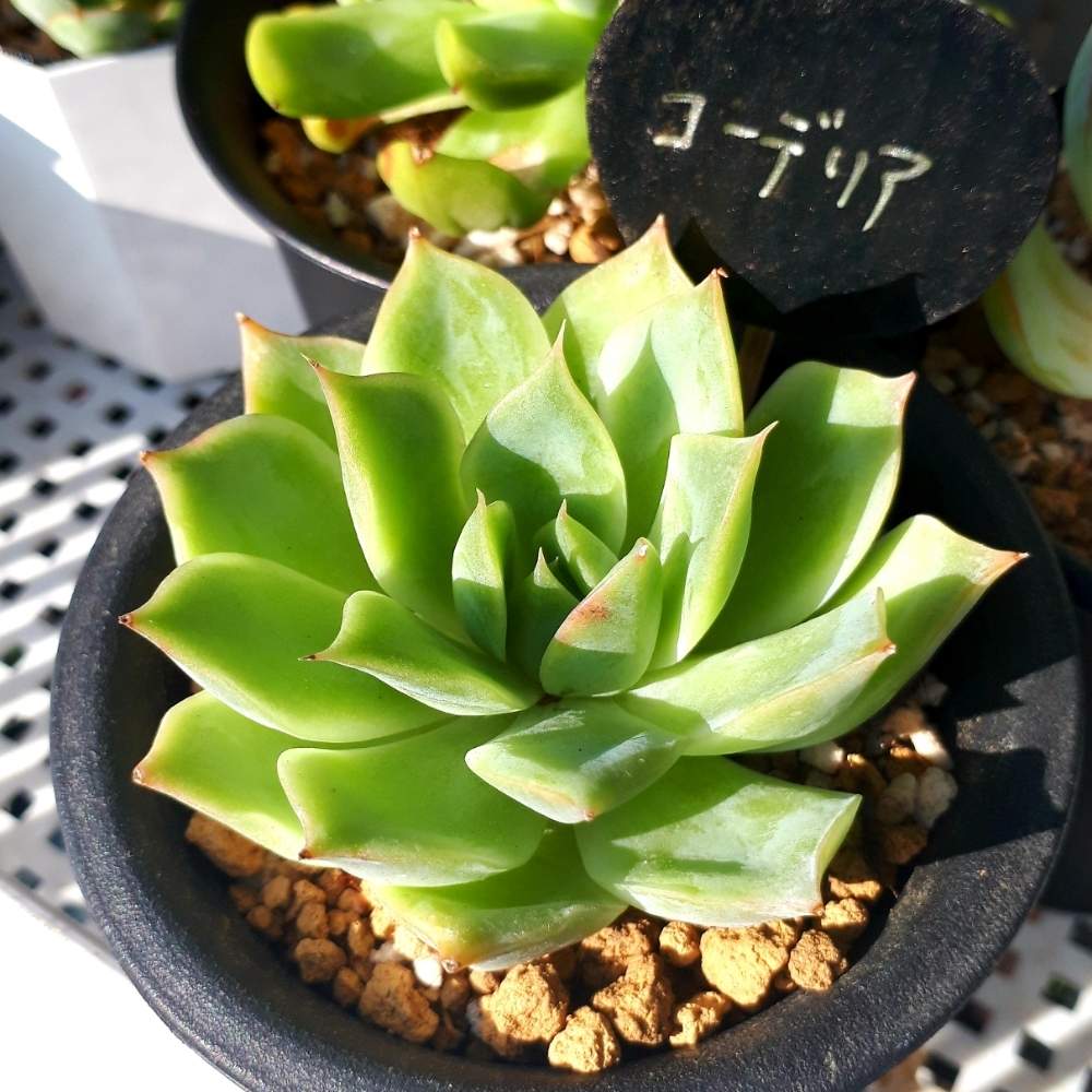 玄関の画像 by あいさん | 玄関とコーデリアと多肉植物とコーデリア…aiと2代目大和高原の多肉屋と大和高原の多肉屋さんと二代目大和高原の多肉屋とエケベリア女子と多肉女子とタニラーと成長記録と韓国苗と京都とポップアップストアとおひとり様