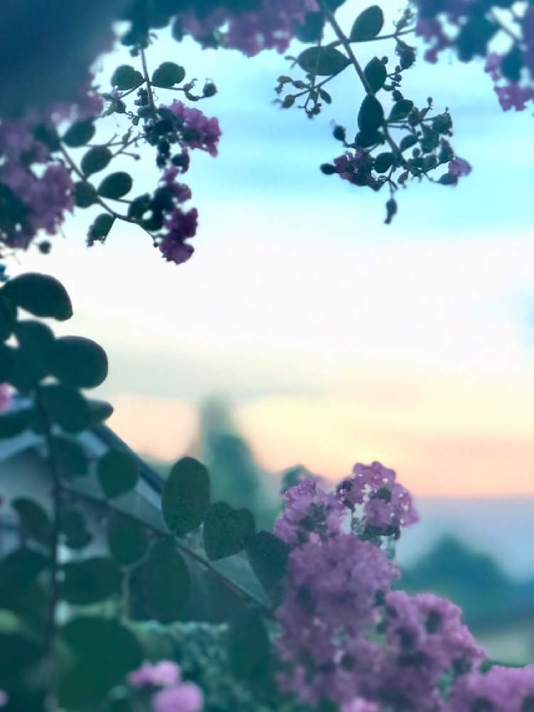 お出かけ先の画像 by kyonさん | お出かけ先と夕暮れどきと自然美と美しいとポートレートと癒し空間と素敵な時間と花のある暮らしとかわいいとサルスベリの花とiPhone撮影と100いいね❤️ありがとうございます!