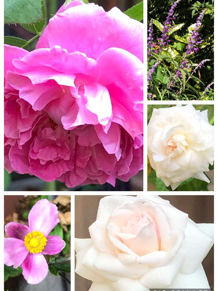 小さな庭の画像 by はなこ☆♪さん | 小さな庭と花のある暮らしと薔薇愛同盟とピンク同好会❣️