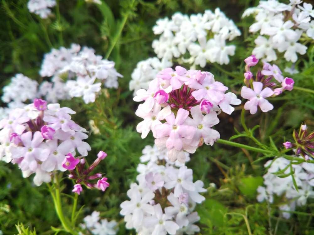 小さな庭の画像 by fleur*さん | 小さな庭と癒しと花のある暮らしと宿根草のバーベナとちいさな幸せ♡とタピアン♤