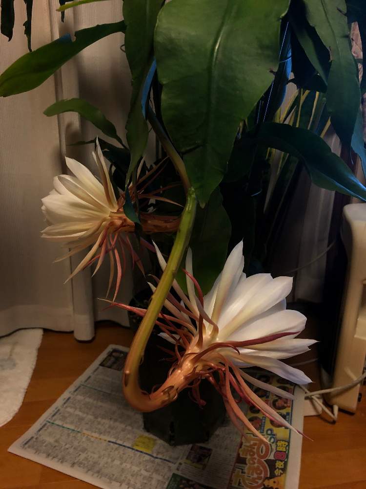 小さな庭の画像 by bukkieさん | 小さな庭とゲッカビジンと多肉植物と観葉植物とボタニカルライフと植物男子と緑のある暮らしとガーデニングと花のある暮らし