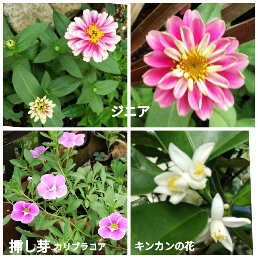 小さな庭の画像 by メリーさん | 小さな庭と表の花壇と鉢植えと小さい花壇と裏の花壇と花のある暮らしと猫の額の花壇と狭い花壇と地植え