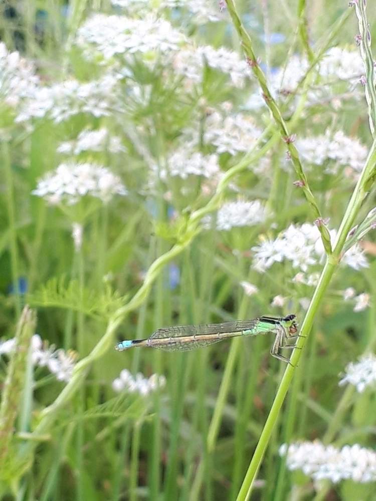 お出かけ先の画像 by flower&skyさん | お出かけ先とアオモンイトトンボ~と昆虫と植物と満開と花のある暮らしと白い花とウォーキング途中にと秋の花