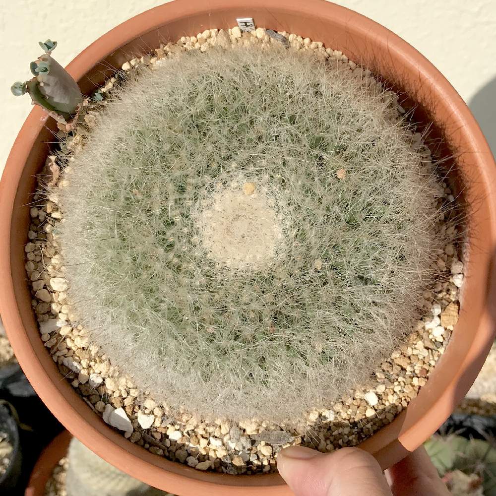 バルコニー/ベランダの画像 by たねさん | バルコニー/ベランダと玉翁殿とMammillaria hahniana f. lanataとMammillaria属と多肉植物とサボテン科と福岡とたねんちのサボとマミラリア属