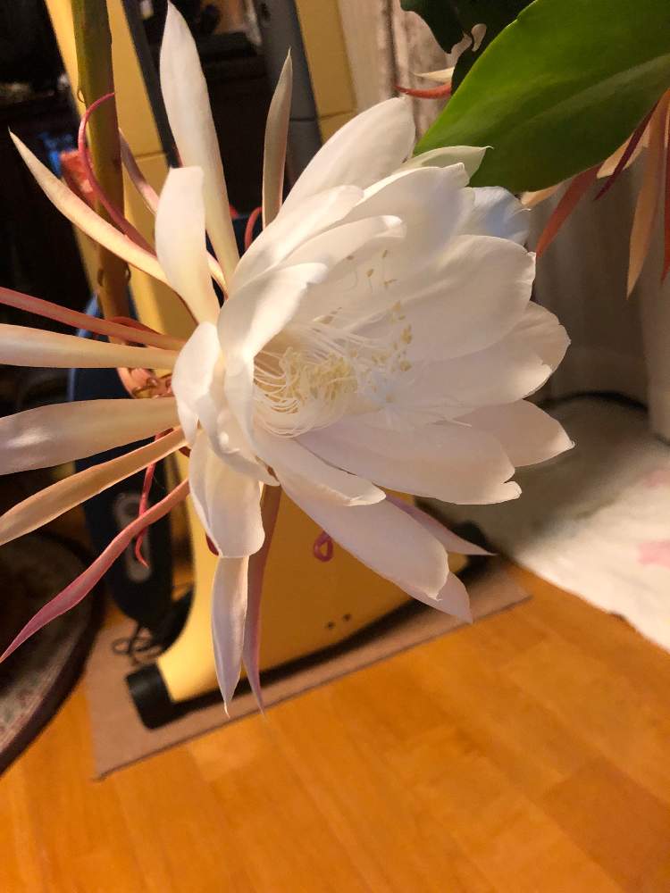 小さな庭の画像 by bukkieさん | 小さな庭とゲッカビジンと多肉植物と観葉植物とボタニカルライフと植物男子と緑のある暮らしとガーデニングと蕊推しと花のある暮らし