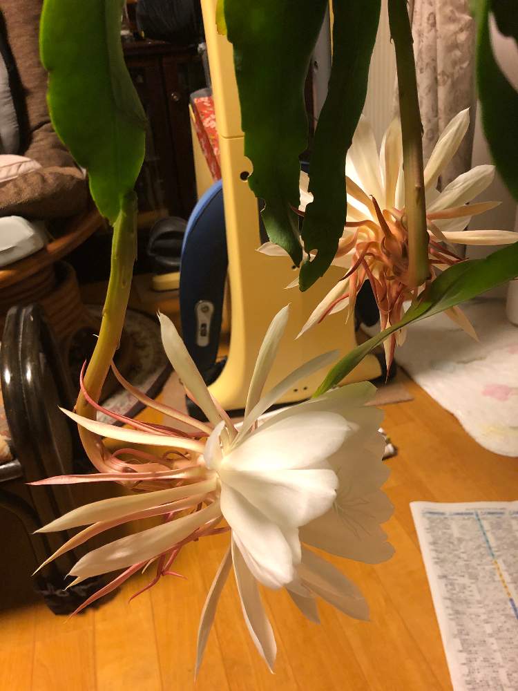 小さな庭の画像 by bukkieさん | 小さな庭とゲッカビジンと多肉植物と観葉植物とボタニカルライフと植物男子と緑のある暮らしとガーデニングと花のある暮らし