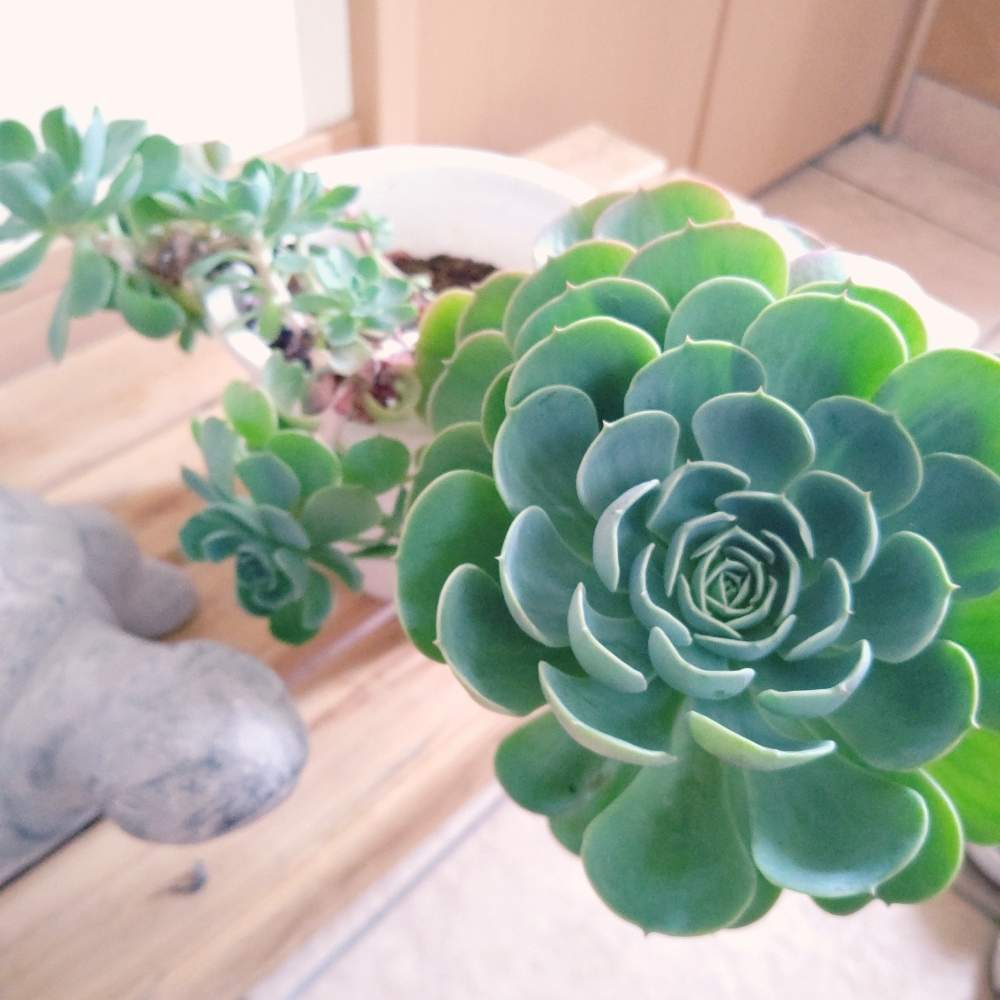 玄関の画像 by ひーさん | 玄関と七福神と多肉植物と株分けとわが家の多肉スペースとGS映えとGS日和と植中毒と今日の一枚と多肉女子と木立ち多肉とタニラーと成長記録とナチュラルスタイルと暴れ多肉と葉挿し