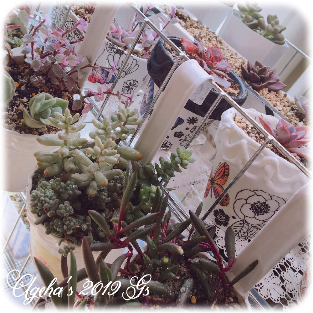部屋の画像 by あげは❤︎succulent さん | 部屋とルビーネックレスとオーロラとビアホップ とシャビアナ ピンクフリルとデビー錦とラブリーローズとカリシアロザートとインディカと多肉植物とリメ缶と100均とリメ鉢と多肉女子とタニラーとスパルタ多肉と多肉初心者