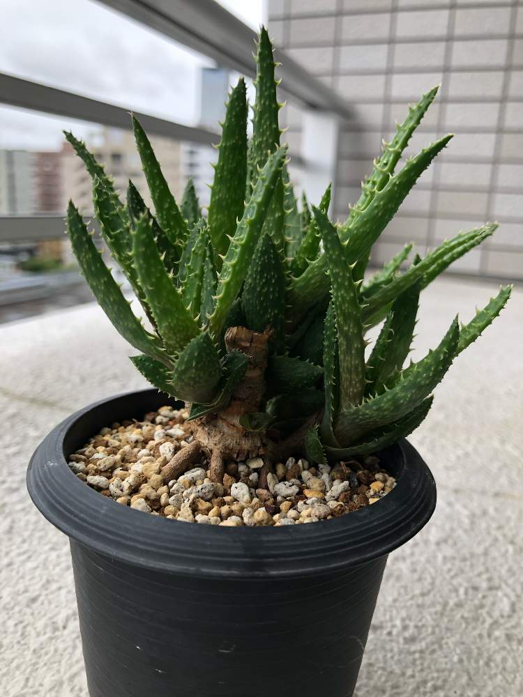 バルコニー/ベランダの画像 by GIZMOさん | バルコニー/ベランダとアロエ アスペラと多肉植物とアロエ科とアロエ属