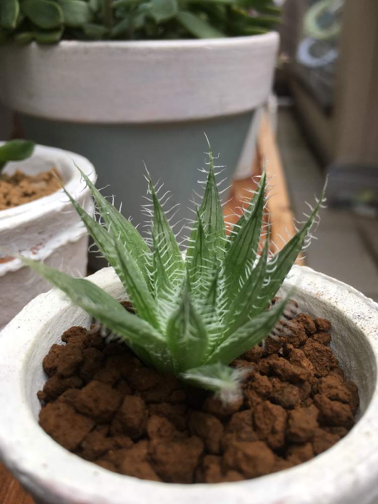 棚の画像 by サボサボさん | 棚とアラクノイデア と多肉植物と多肉男子と軟葉系ハオルチアとハオルチア属とGS日和とハオルチアアラクノイデアと多肉植物とサボテン