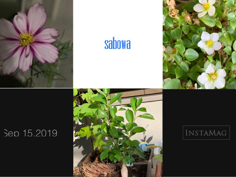 アプローチの画像 by サボワさん | アプローチとコスモスとガジュマルの木とキラキラ光ると生活に草花とガジュマルが元気に伸びてますと可愛いお花と ガジュマルと溢れる緑と鉢植えと植物イキイキと秋コスモスと花のある暮らしと葉の美しい植物とお花のある生活と家庭菜園奮闘日記と緑のある生活とプランター植え