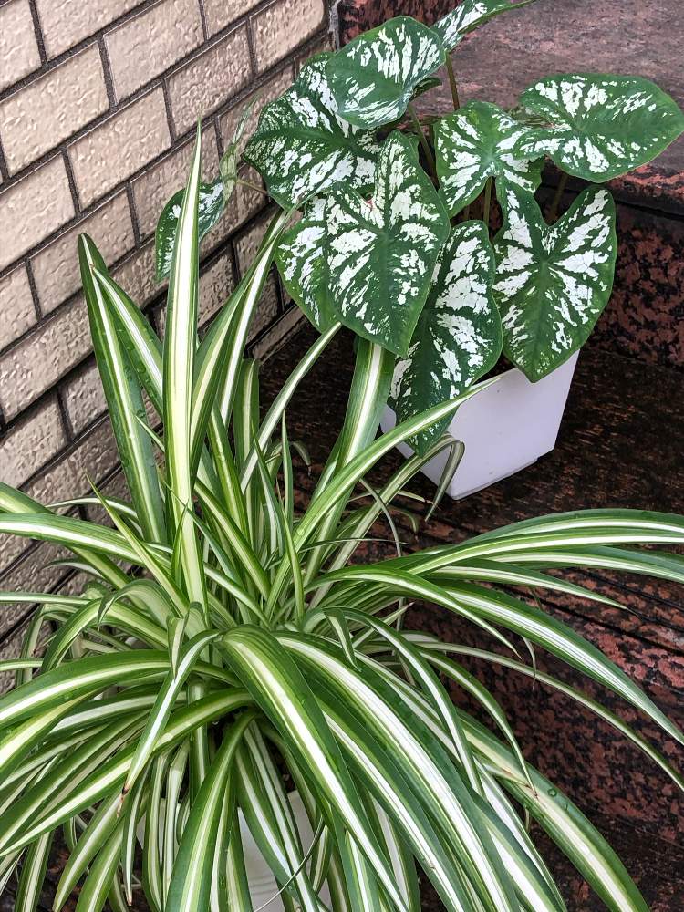 玄関の画像 by アヤアヤさん | 玄関とカラーリーフ カラジウムとカラーリーフと観葉植物とオリヅルラン❇︎と素敵な葉っぱ