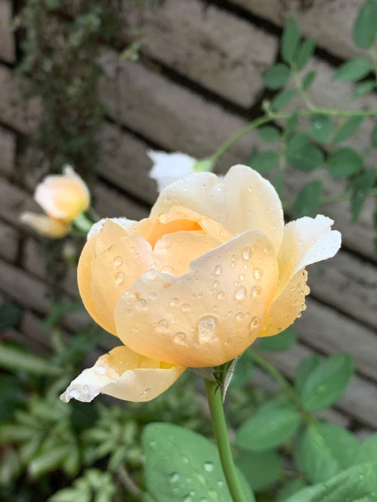 の画像 by mossさん | ER ジュード・ジ・オブスキュアとイングリッシュ・ローズとバラ・ミニバラとばら バラ 薔薇