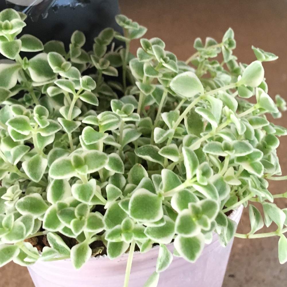 の画像 by RuPo 多肉専門店さん | セダム属と購入可能と購入可と多肉の寄せ植えとルポさんとRUPOとセダム可愛いセダムセダムとRuPoさんと和歌山とセダム寄植えと多肉女子とコルメラとInstagramとオベサブロウ観察記録とユーフォルビア・オベサブロウと多肉 桜吹雪とルポとペペロミア コルメラさんと ユーフォルビア オペサブロウ