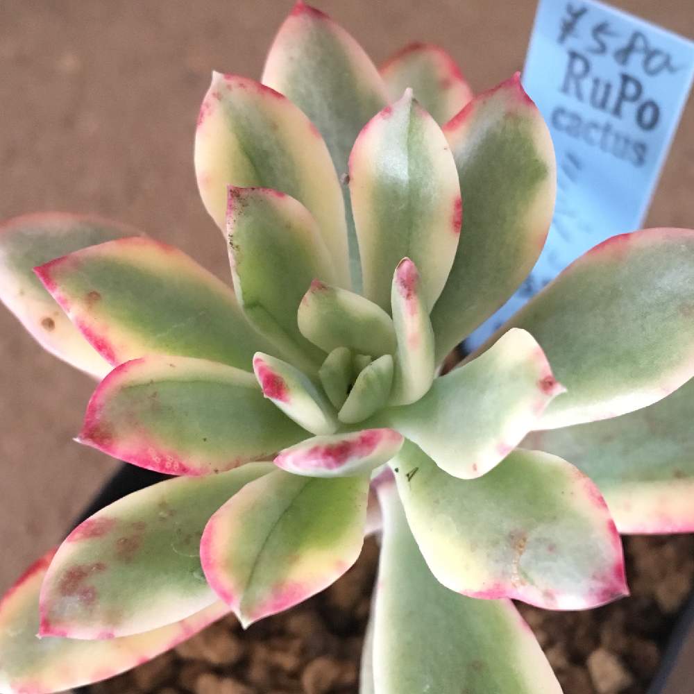 の画像 by 多肉植物専門店 RuPo“ルポ”さん | セダム属と購入可能と購入可と多肉の寄せ植えとインスタやってますとRUPOとミニベル錦とペペロミアコルメラとRuPoさんと和歌山とミニベル♡とエケベリア ミニベルとセダム寄植えとコルメラとInstagramと多肉 桜吹雪とルポと家庭菜園奮闘日記とミーネベル(ミニベル)と ユーフォルビア オペサブロウ