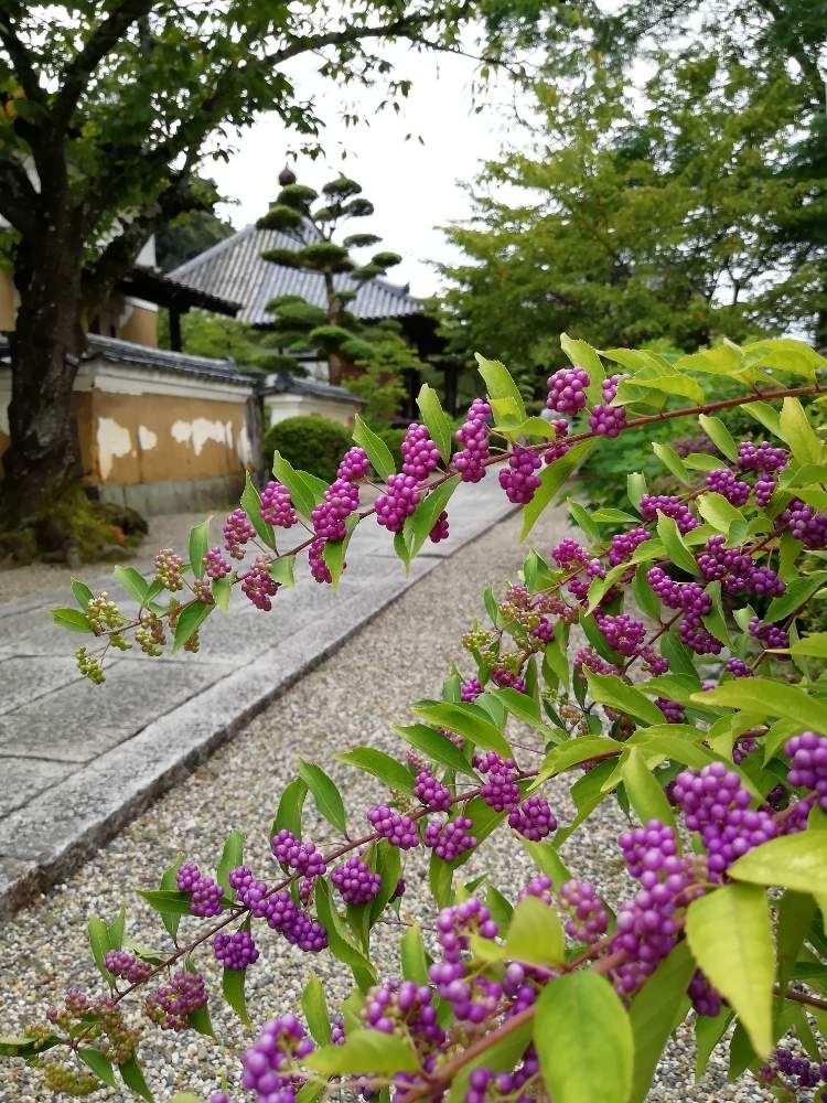 お出かけ先の画像 by みにこさん | お出かけ先とムラサキシキブと紫の花と旅の風景と休日のひと時