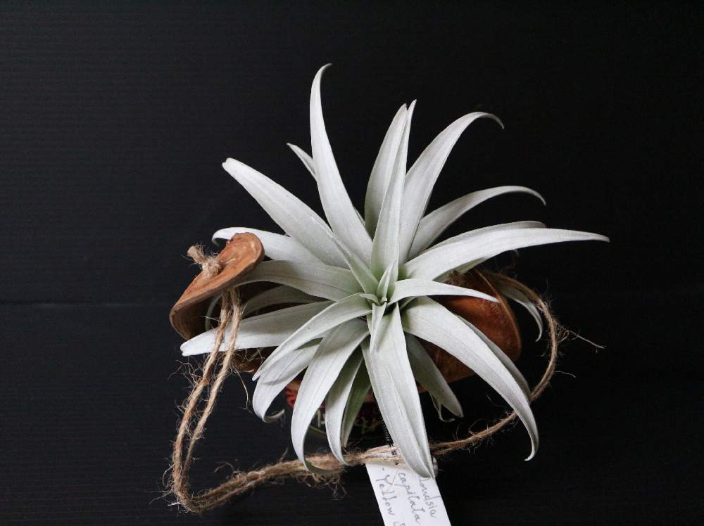 窓辺の画像 by NALさん | 窓辺とcapitatayellowstarと着生植物とEOS M10とTillandsia.と根活とカピタータイエロースターとエアプランツ