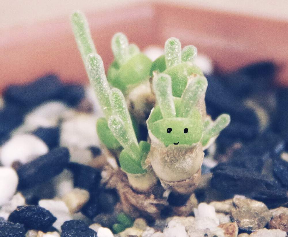 小さな庭の画像 by KURAさん | 小さな庭とMonilaria pisiformisと観葉植物と雨に輝くと砂漠の植物とトロピカルとGS映えとGS日和と多肉うさ耳モニラリアと家の中雑木林とうさ耳とガーデニングと珍奇植物と花のある暮らしと熱帯植物と葉っぱアート