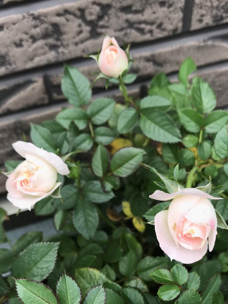 エクステリアの画像 by のえるママさん | エクステリアとミニ薔薇♡と綺麗〜❤️とピンクの花と咲いてくれてありがとう❤とin札幌と嬉しい❤️と可愛い〜♡と大好きな色♥と美しすぎる❤と蕾がかわいいと花のある暮らしとかわいいな♡とiPhone撮影