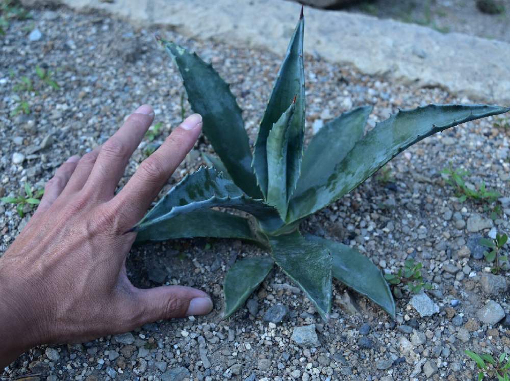 小さな庭の画像 by けんちんさん | 小さな庭と多肉植物と一眼レフとno green no lifeと植中毒と今日の一枚