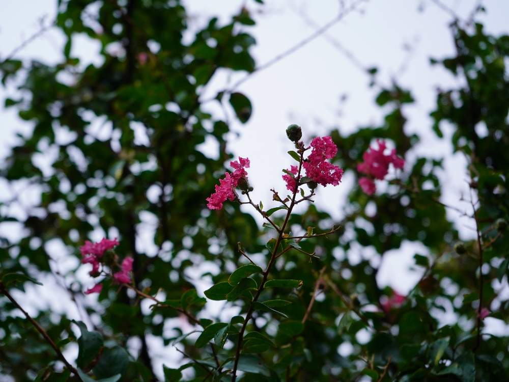 お出かけ先の画像 by quattroさん | お出かけ先と近所の公園とGreenSnapmarcheと花のある暮らしとGREEN UP!とプラスチックスマート