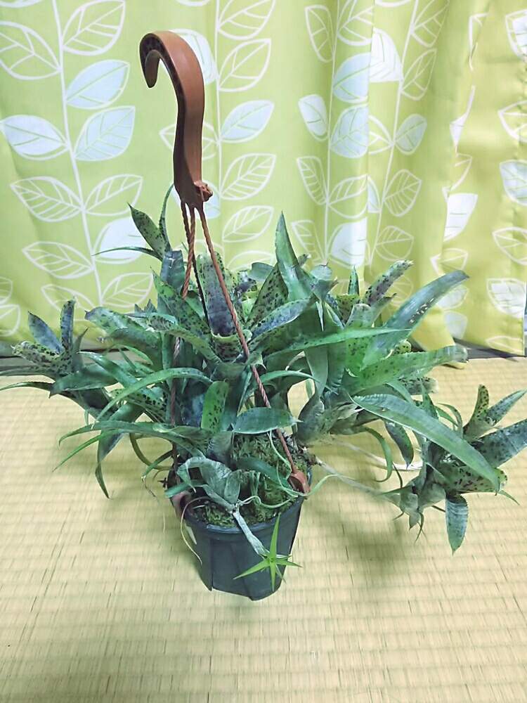 部屋の画像 by あかはつさん | 部屋とネオレゲリア パウシフローラと観葉植物とネオレゲリアと着生植物