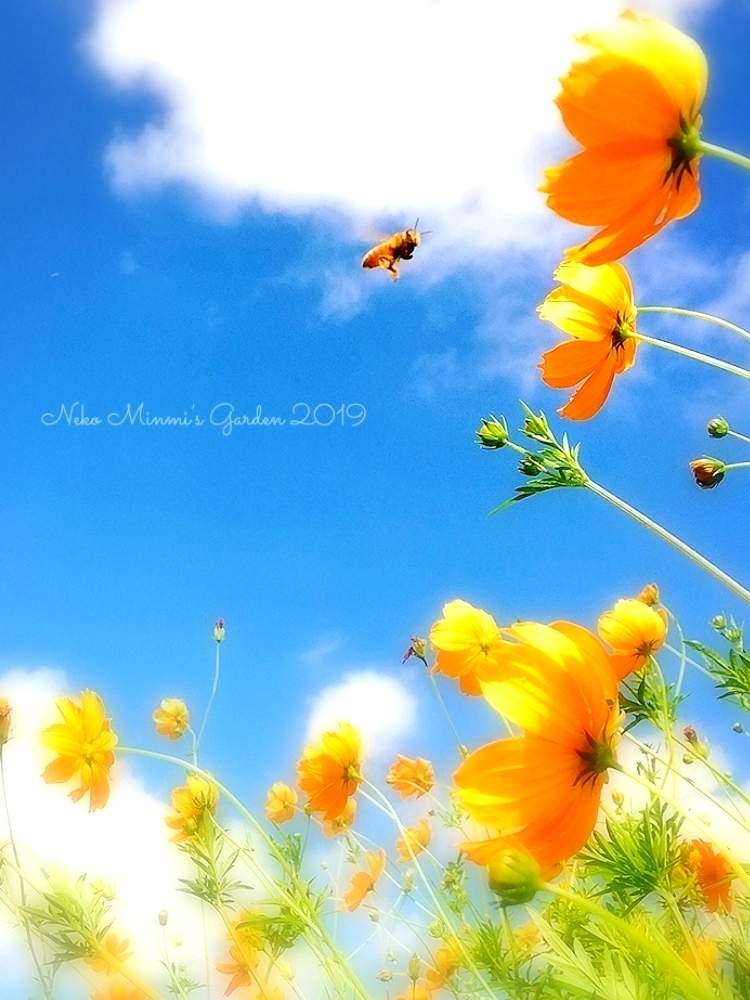 お出かけ先の画像 by 猫みんみさん | お出かけ先とキバナコスモスとみどりのある暮らしと植物のある暮らしときれいと祖母の一周忌法要と秋晴れとハチさんと花のある暮らしと青空に映える